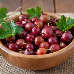 Egreš obyčajný (Grossularia uva-crispa) ´KRASNOSLAVJANSKIJ´- výška 80-100 cm, červený, voľnokorenný - STROMČEKOVÝ/ NA KMIENKU